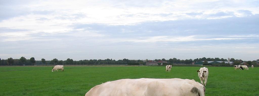 zomer er ook hier wat uitval is geweest van koeien. Het gebruik van de aaa codes: Bongers kijkt eerst naar de stieren en daarna naar de aaa code.