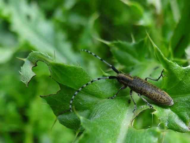 Boktor en cicade s Als u eens goed in uw tuin gaat kijken bij de planten dan kun je veel verschillende diertjes te zien