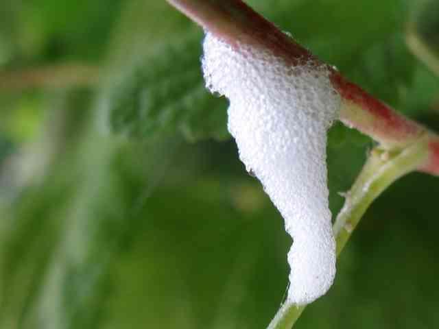 Planten met schuim daar vind je de