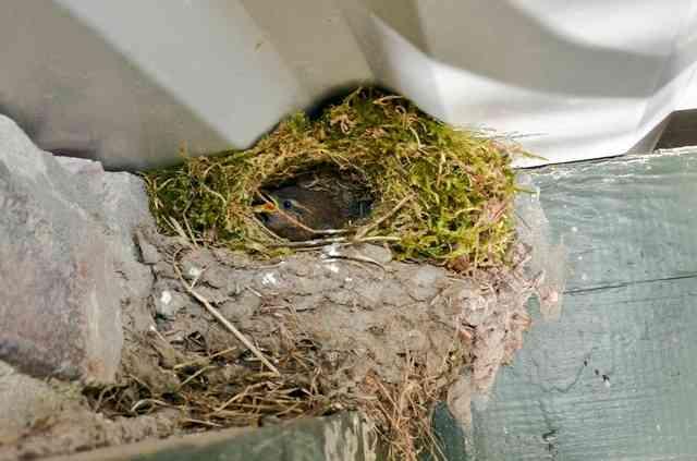 De Ransuil kraakte het nest van de Ekster.