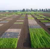 Anaerobe grondontsmetting (50 ton/ha vers gras afgedekt met plastic) Teelt van Tagetes patula Fysische