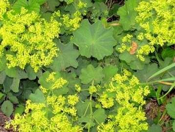 Fraaie vrouwenmantel (Alchemilla mollis) Kelkbladen (1,2-)1,5-2 maal zo lang als de kelkbuis, na de bloei uitgespreid. Bijkelkbladen ongeveer even groot als de kelkbladen.