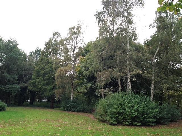 Geschikte (naar boven uitgerotte) (spechten)gaten zijn in de te kappen bomen niet aangetroffen.