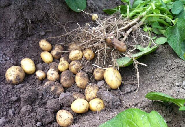 Kwaliteitsklassen voor pootgoed na de veldkeuring maximaal aantal op 1000 planten klasse PB S SE E A onzuiver ras 0 0 0,1 0,2 0,5 virusziekten 0,25 1 2 4 10 bacterieziekten 0 0 0