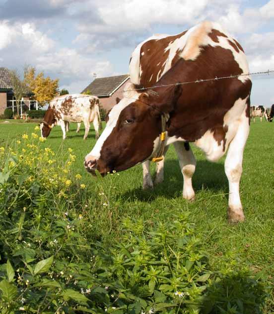 5. EU-aangelegenheden Het Regiebureau POP is als Managing Authority eerste aanspreekpunt voor de Landendesk Nederland van DG AGRI en Plattelandsontwikkeling van de Europese Commissie als het gaat om