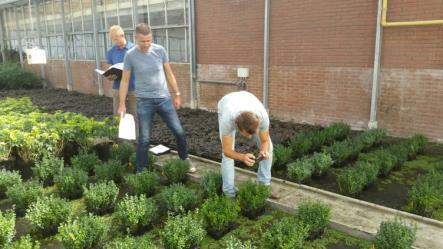 5 Conclusies Er zijn vele plantversterkende middelen op de markt, n.a.v. de besmettingsproef in 2015 is er voor gekozen om met die middelen verder te gaan die vorig jaar goed bleken of vergelijkbare middelen.