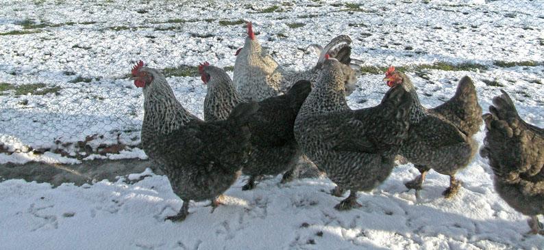 The National Poultry Show 2013. Foto s: Rupert Stephenson. Onder: Zilverkoekoek Marans bij Freddy Bettink.