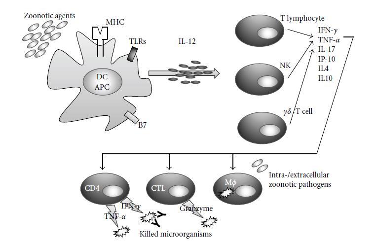 Immuun modulatie en Th1/Th2 balans Voorbeelden interacties: Echinococcus multilocularis: Ernst ziekte afhankelijk van balans tussen Th1 immuniteit (beschermend) en tolerantie T.