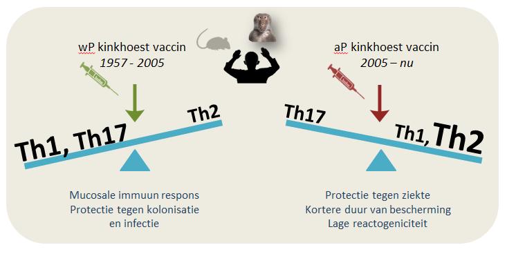 T cel immunoloog Samenspraak tussen antigeen Evaluatie van de aanwezigheid en presenterende cellen en T effectiviteit van T cellen gericht