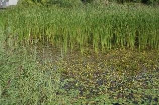 De volgende waterplanten zijn aanwezig: drijvend fonteinkruid, groot