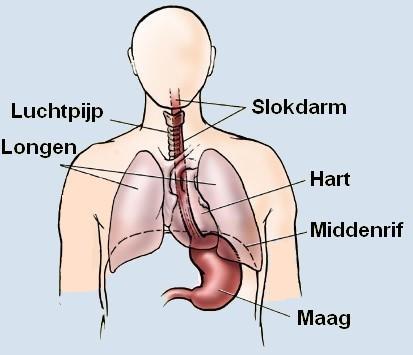 Met dit soort beeldende plaatjes en ook nog animatiefilmpjes over de werking van longen en middenrif maakte Jaap duidelijk dat het een gecompliceerd systeem betreft wat de ademhaling regelt.
