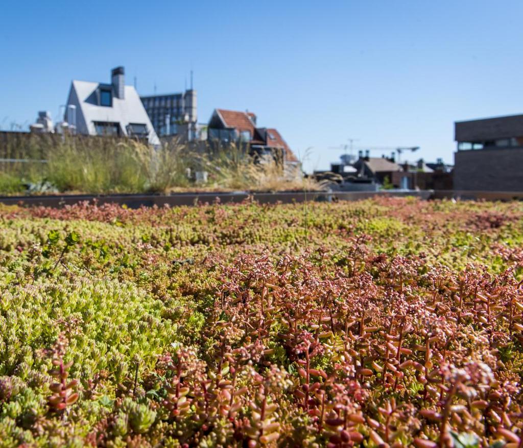 Waarom niet? Laten we ze de zondvloed dopen, die zomerse wolkbreuken die schatplichtig aan de klimaatverandering steeds vaker op t Stad zullen inbeuken.