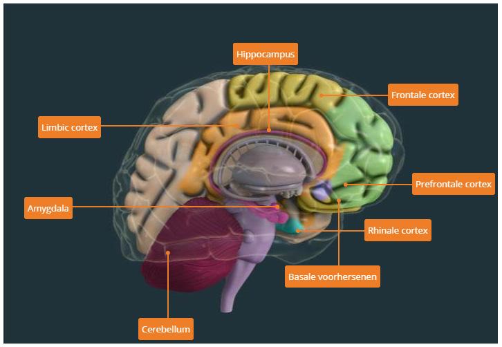 Hierop staat ook de interactieve tool Visual Brain, waarmee de student inzicht krijgt in de werking van onze hersenen.
