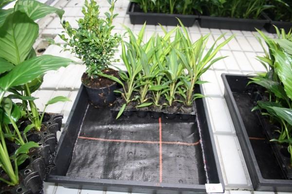 1. REINIGING & ONTSMETTING VLOEIMAT Gelijkaardige extra proef op PCS maar nu met doorwortelende trays met jongplanten van kamerplanten en met Buxus-planten op 4u daarvoor behandelde grijze