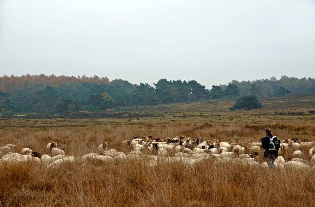 Aandachtspunten Vermesting en verzuring Stikstofdepositie. Neemt af, maar nog steeds te hoog Verdroging Ontwatering o.a. door sloten en greppels Stuifzand Gebrek aan windwerking Kennis Goede vegetatiegegevens niet helemaal compleet Goede analyse waterhuishouding ontbreekt Wat gaan we doen?