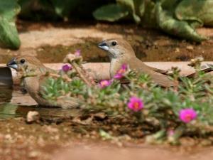 Loodbekje (Algemeen) Lonchura malabarica Loodbekjes zijn levendige zangvogeltjes die verdraagzaam zijn tegenover soortgenoten en andere vogels.