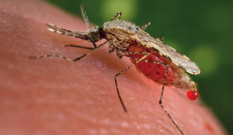 Een stekende malariamug Hoe komt de malariaparasiet in je bloed? Als mens kun je besmet raken met malaria door de beet van een geïnfecteerde mug.