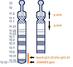 Figuur 1. Chromosoom 22 1 2 In het ontbrekende stuk chromosoom 22q13 ligt een erfelijke factor (gen) die betrokken is bij de ontwikkeling van het zenuwstelsel, het SHANK3-gen.