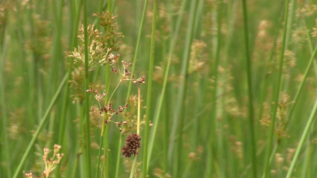 Pitrus Veldrus Biezeknoppen Stijve glanzend groene