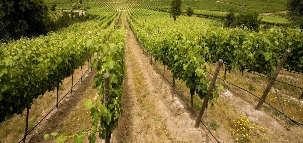 BODEGA AMALAYA ARGENTIË Bodega Amalaya is gelegen in de hoogste woestijnwijnvelden (1800 meter boven de zeespiegel) ter wereld waar de bodemstructuur uitermate geschikt is om Torrontes te telen.