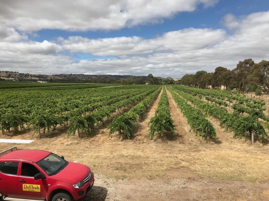 REDHEADS WINERY MC LAREN VALLEY AUSTRALIË Wijnhuis Redheads Studio is gelegen in zuid Australië in de stad Tanuda, in de Barossa Valley waar het toegewijde team achter Redheads onvermoeibaar werkt,