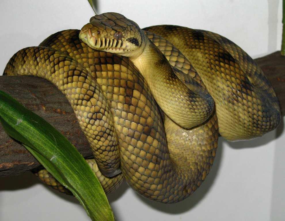 reticulatus Varanus rudicollis