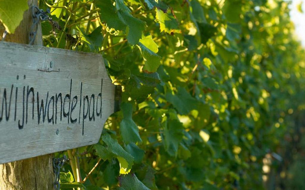 WIJNWANDELING REESTDAL ROUTE 10 km Sinds de ontginning in het Westerhuizingerveld, begin 20e eeuw, is in dit gebied veel veranderd. Van de oergronden in het Reestdal tot de wijngaard anno nu.