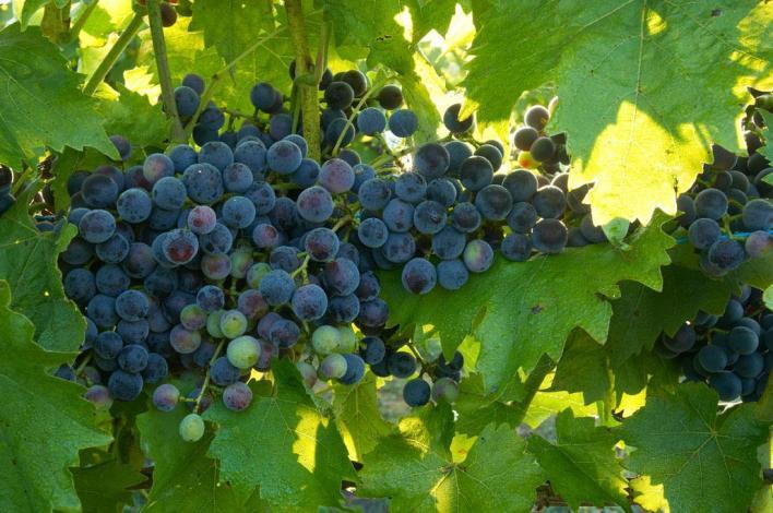 Om de druivengroei te stimuleren, en ziektes te voorkomen, wordt gewerkt met homeopathische middelen, compostthee en mineralen.