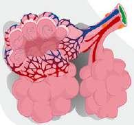 Ademhalings assessment: Mechanisch: Trachea = luchtpijp Trachea splits in 2 primaire Bronchi = luchtwegen Bronchi splitsen op hun