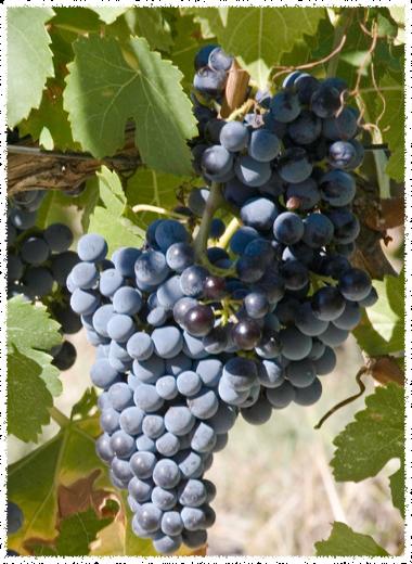 Druivenrassen : Grenache noir: de voornaamste druif in de regio, verdraagt goed de warmte, droogte én de mistral. Syrah. Mourvèdre.