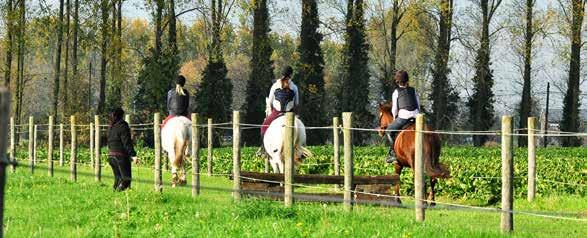 Paardrijden en verzorging voor volwassenen Half Gevorderden De lessen worden in een groep van maximaal 6 ruiters georganiseerd.
