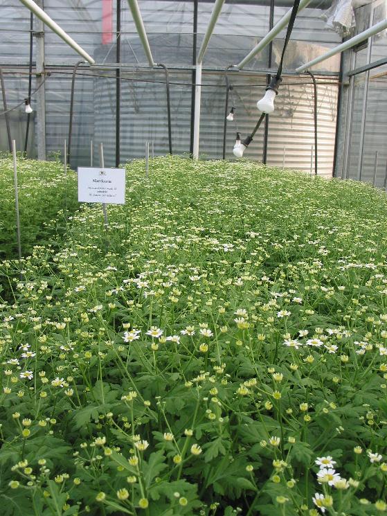 In 2003 werd het gewas Tanacetum (Matricaria) zesmaal geplant. Het ras was Single Vegmo. De eerste planting was in week 12, de laatste in week 34.