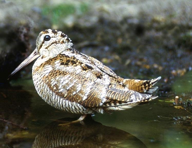 Donderdag 25 april 2019 Avondwandeling Walenbos Rode Wouw, foto Marc Van Meeuwen en Waterspreeuw, foto Saxifraga Het Walenbos is ongeveer 500 hectaren groot en ligt in de gemeente Tielt- Winge, in