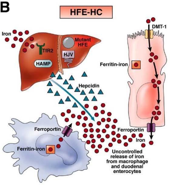 We weten nu dat 1 op 200 tot 300 mensen de erfelijke aanleg heeft, maar de vraag is hoeveel mensen hebben/krijgen ziekteverschijnselen, als gevolg van hemochromatose?