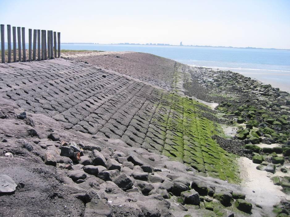De kolonisatie door flora en fauna op het proefvlak met C-star-blokken en eco-varianten bij Ellewoutsdijk De