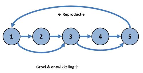 4.2.2 Parameterisatie van het model We nemen aan dat alle volwassen individuen slechts eenmaal reproduceren.