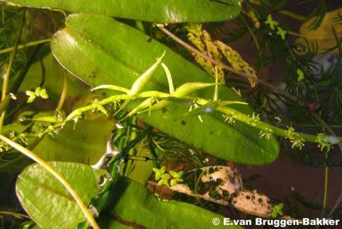 kenmerkend voor de Aponogeton robinsonii uit Laos. Een andere vorm, het begin van een drijfblad. Verschillende typen vruchten bij Aponogeton robinsonii.