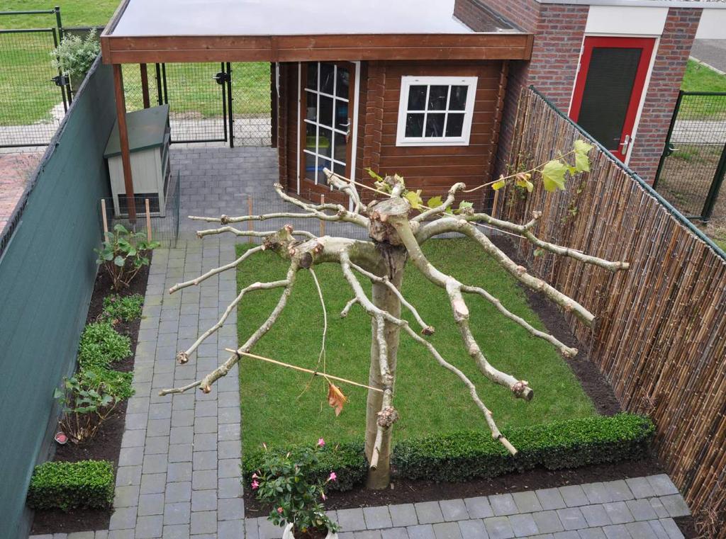 Buitengedeelte Vanuit de woonkamer zijn het terras en