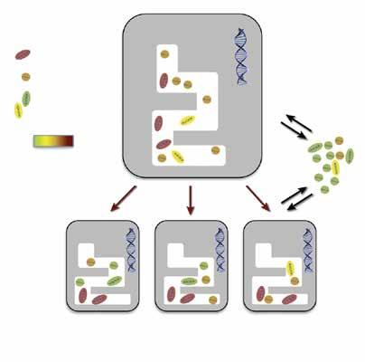 gastheer core taxa flexibele pool omgeving gastheeraanpassing darm omgeving Een tweede groep van microbiota komt en gaat, afhankelijk van de noodzaak tot adaptatie van de gastheer.