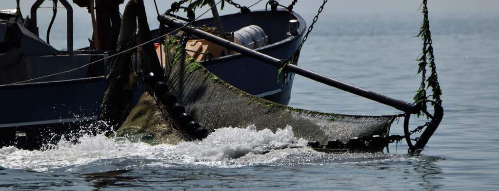 heeft het Waddenfonds in dat kader een onderzoek naar verbetering van de selectiviteit van de garnalenvisserij in de Waddenvisserij gehonoreerd.