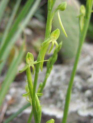 HABENARIA, EEN WERELDPLANT! Tropische aardorchideeën zijn een beetje een ondergeschoven kindje bij veel liefhebbers.