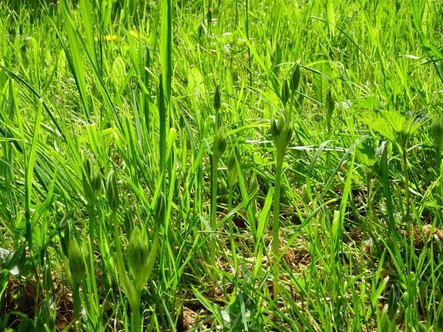 (Taraxacum officinale), rode- en witte klaver (Trifolium