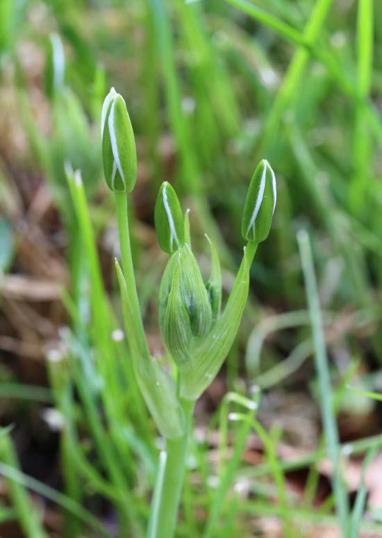 sphondylium), gewone brunel (Prunella vulgaris) en gewone