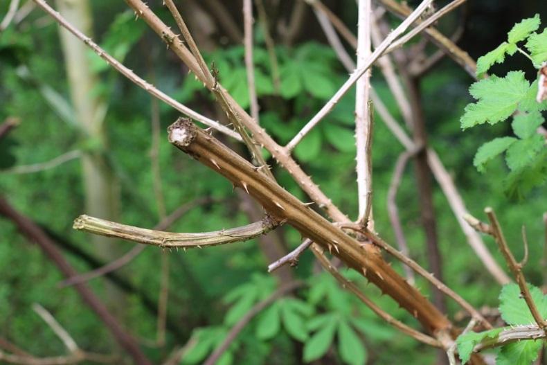 350 Nederlandse wilde bijensoorten gebruik maakt van braamsoorten als bron van stuifmeel en/of nectar.