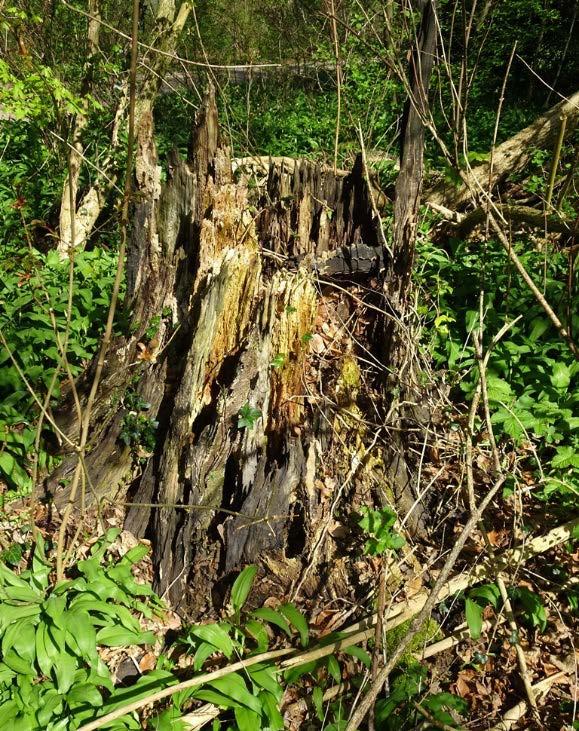 Figuur 8. Betekenis van dood hout voor wilde bijen. Op enkele plekken in De Alkmaarder Hout is dood hout te vinden in de vorm van stobben, staande en liggende dode bomen.