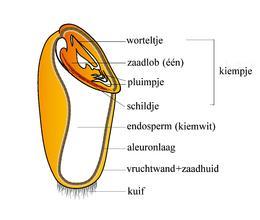 Bijlage16A: Achtergrondinformatie voor de leerkracht. Zaden kunnen onderverdeeld worden in één en tweezaadlobbig.