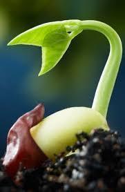16. Planten kweken Ontwerpvraag/Onderzoeksvraag: Wat beïnvloedt de kieming van zaden?