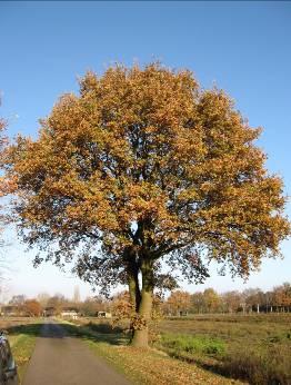 De veengronden liggen in het zuiden van de gemeente (De Groote Peel, hoogveen). De Groote Peel vormt een van de laatste niet in cultuur gebrachte hoogveengebieden van de regio en Nederland.