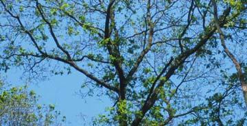 defoliation (%) Quercus robur Pinus nigra subset 987 subset 995 Quercus rubra Pinus sylvestris damaged trees (%) 5 4 Quercus robur Pinus nigra Quercus rubra subset 987 subset 995 Pinus sylvestris 5 4