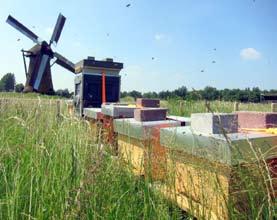 Twee maal vestigden bezoekers mijn aandacht op een lam dat vlak onder de molen in de sloot stond.